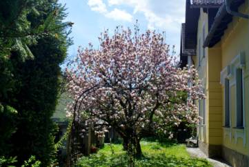 http://www.klavierkunst.at/magnolie.jpg